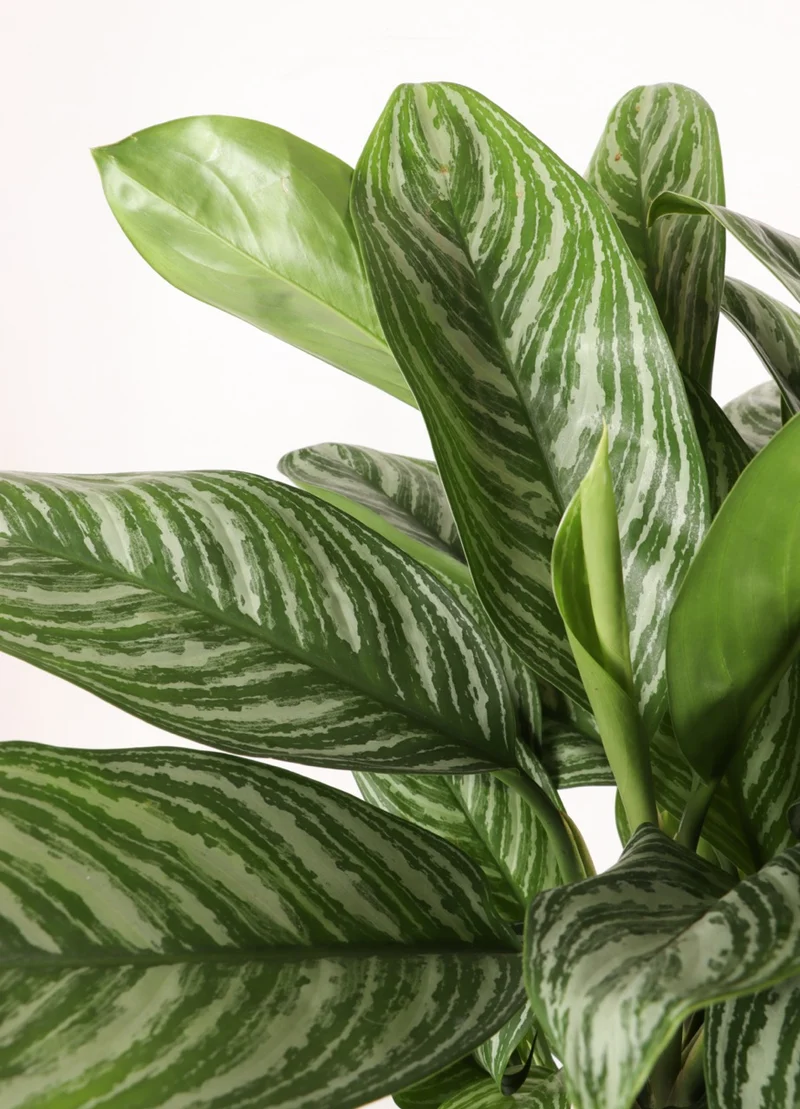 Aglaonema stripes (Kolbenfaden)