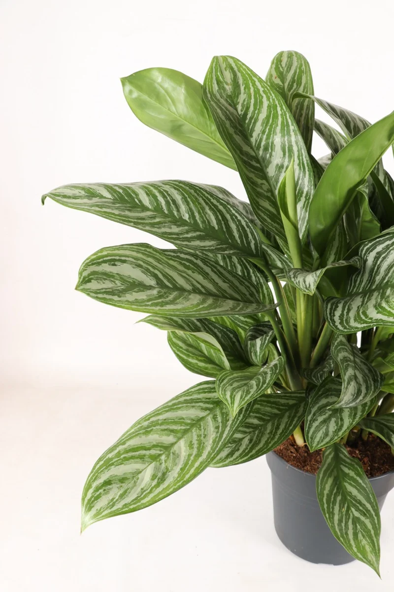 Aglaonema stripes (Kolbenfaden)