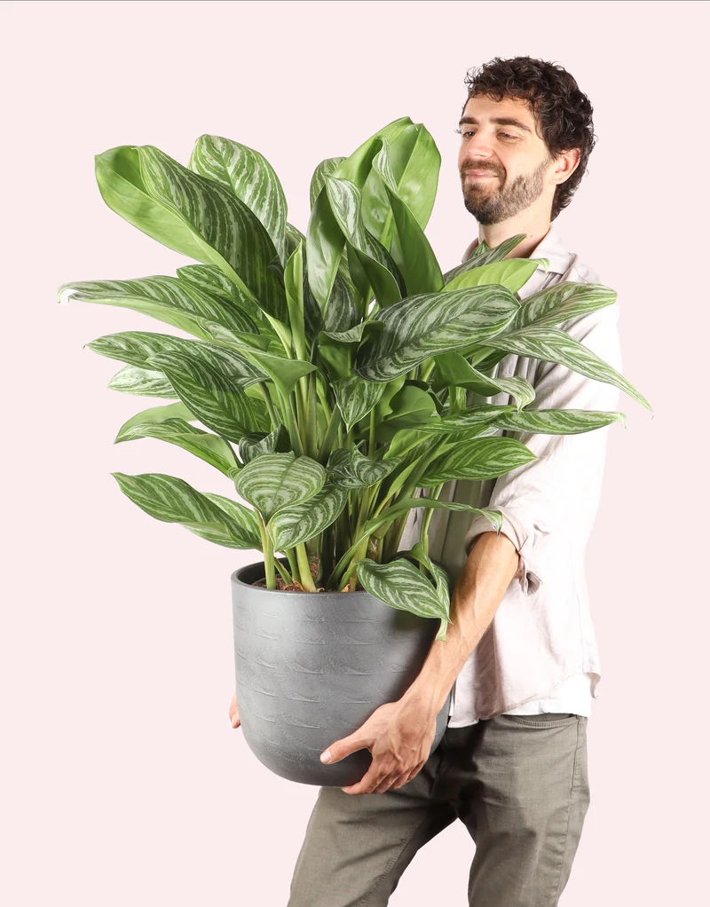 Aglaonema stripes (Kolbenfaden)