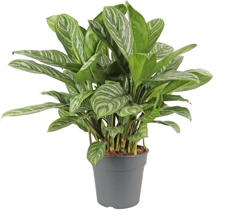 Aglaonema stripes (Kolbenfaden)