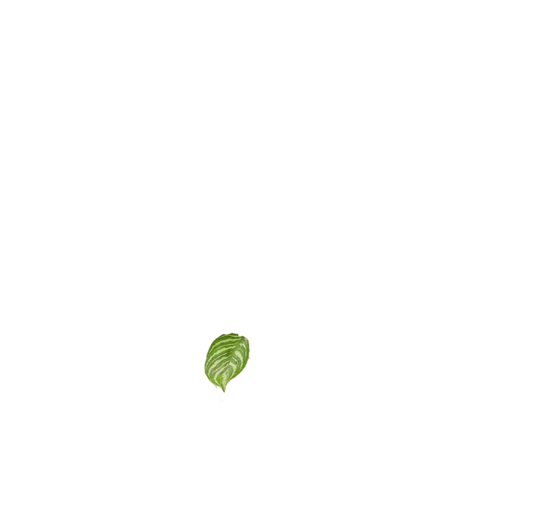 Aglaonema stripes (Kolbenfaden)