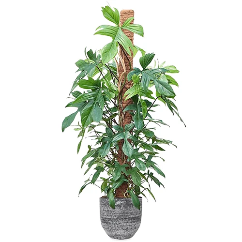 Philodendron Florida Beauty (Baumfreund) (XL)