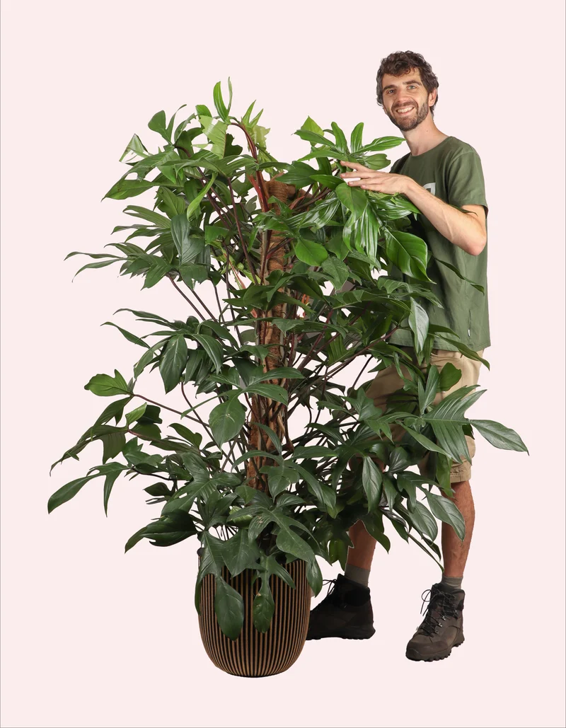 Philodendron Florida Beauty (Baumfreund) (XL)