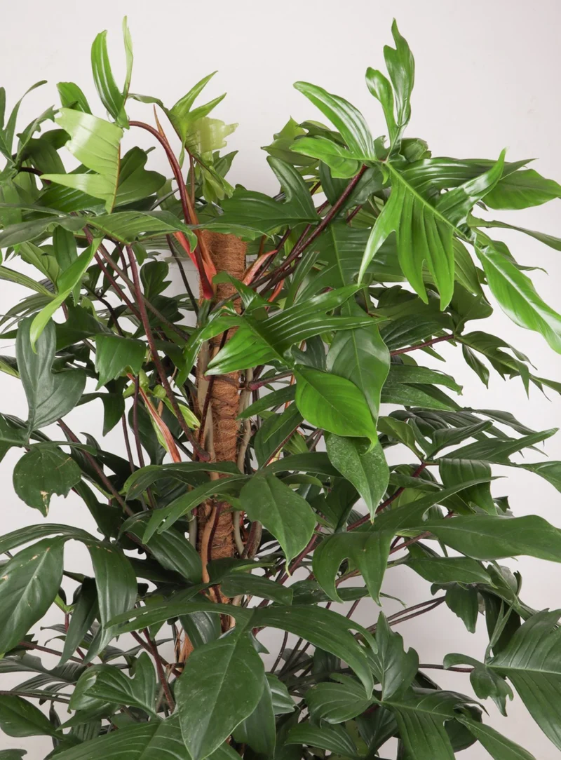 Philodendron Florida Beauty (Baumfreund) (XL)