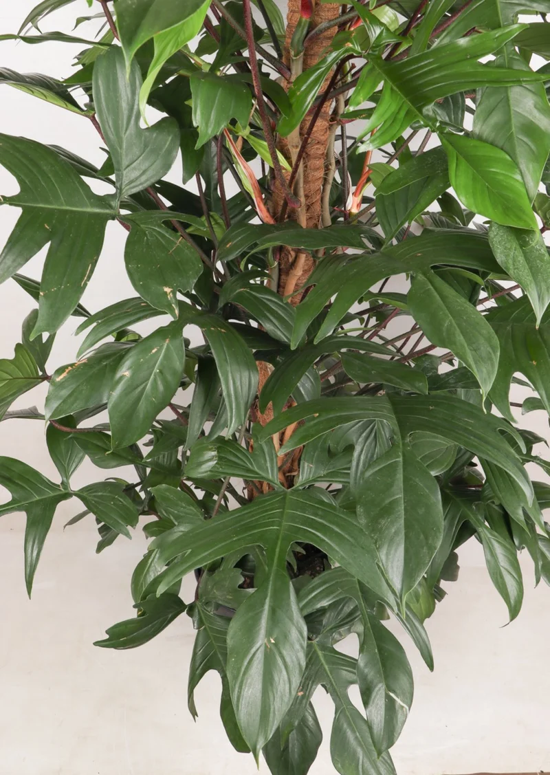 Philodendron Florida Beauty (Baumfreund) (XL)