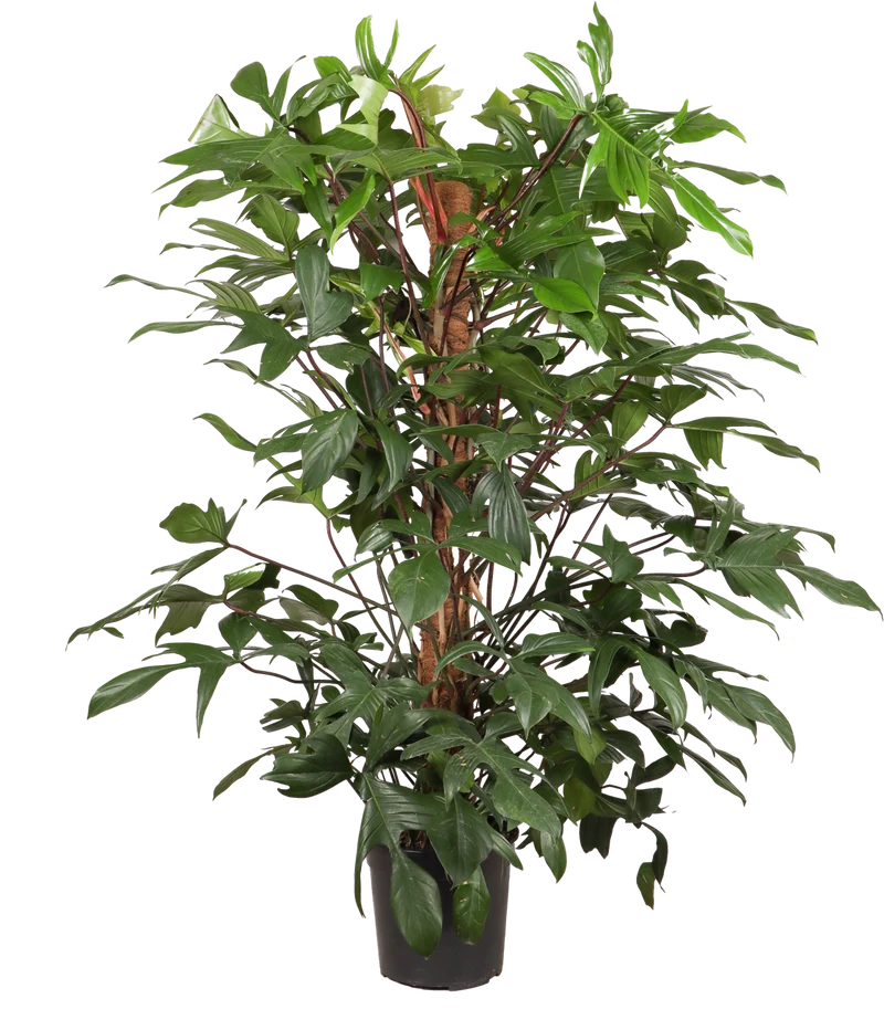 Philodendron Florida Beauty (Baumfreund) (XL)