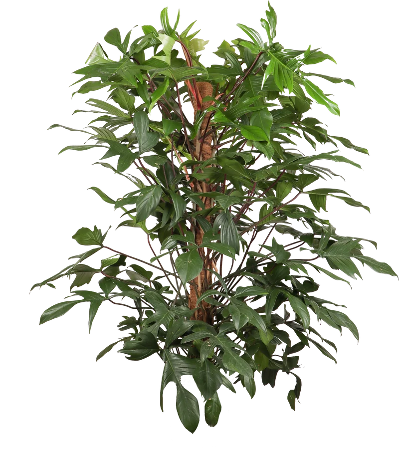 Philodendron Florida Beauty (Baumfreund) (XL)
