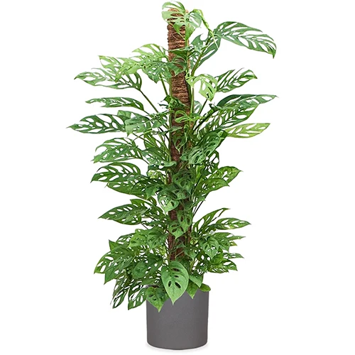Monstera adansonii (Monkey leaf) (L)