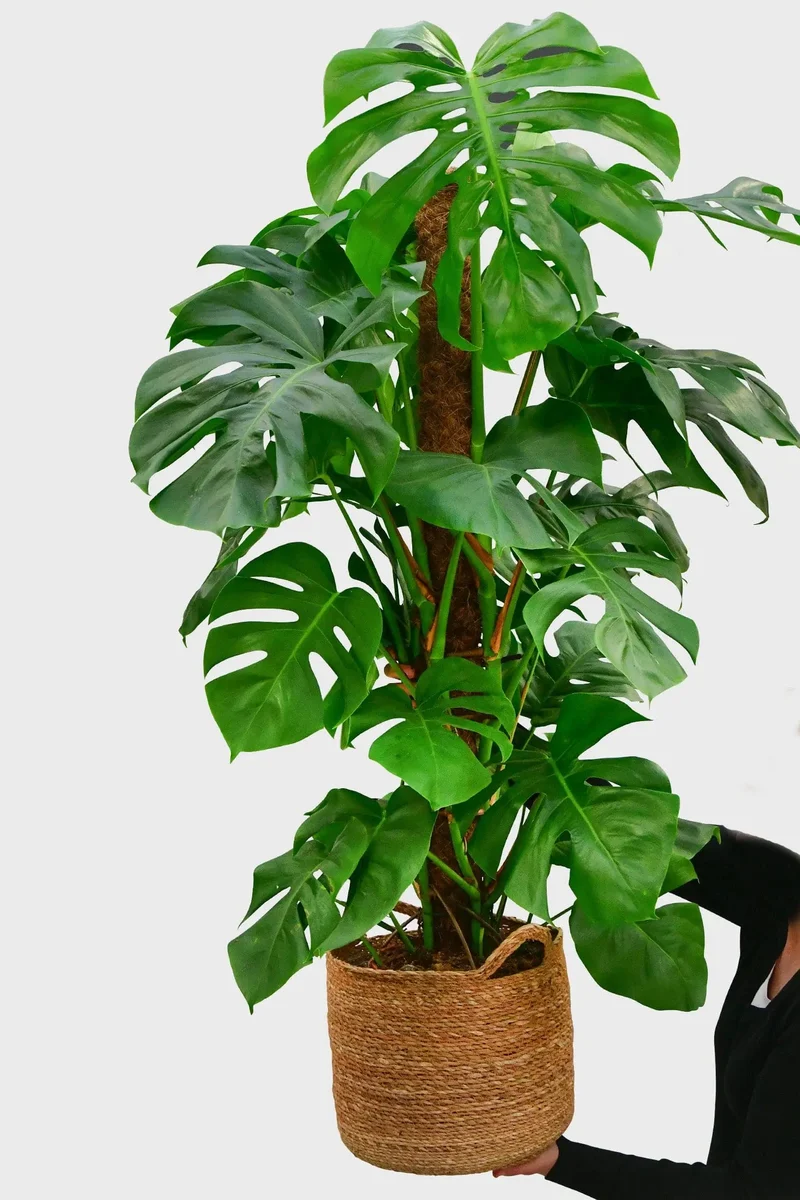 XXL Monstera mit Stab, 120-130cm