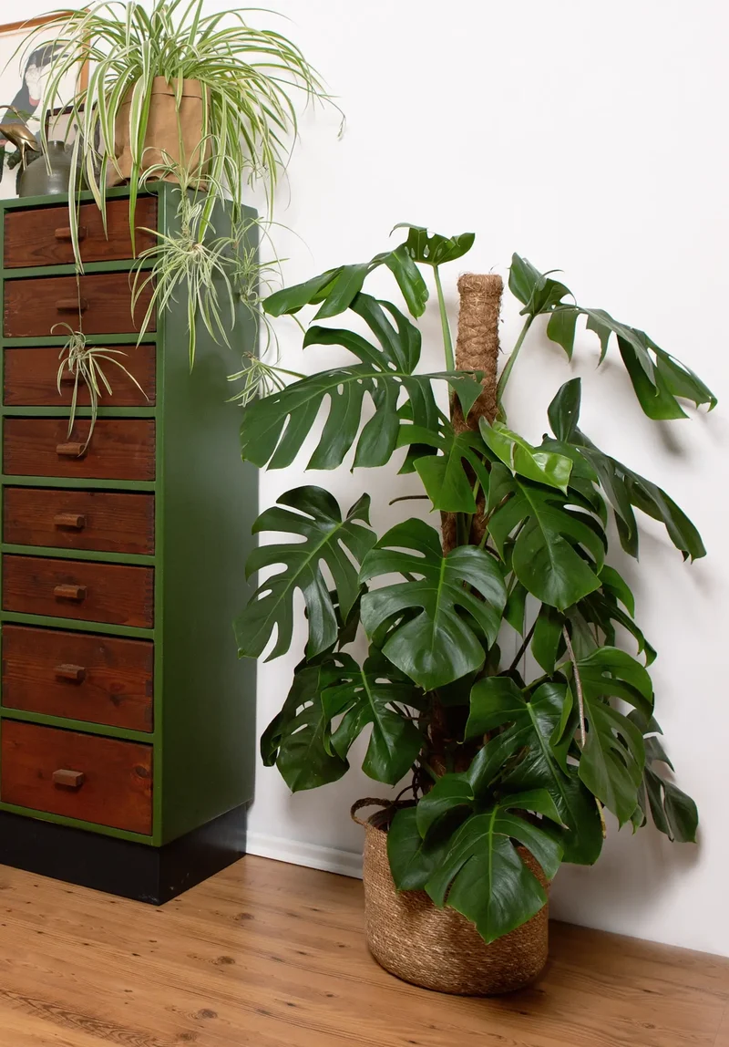 XXL Monstera mit Stab, 120-130cm