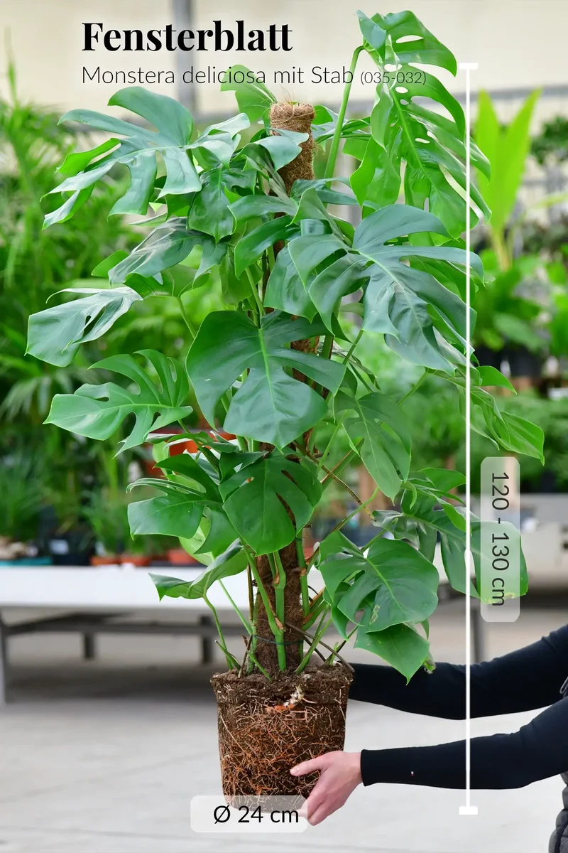 XXL Monstera mit Stab, 120-130cm