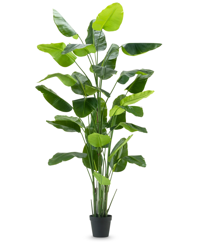 Kunstpflanze Strelitzia Real Touch Deluxe 300 cm
