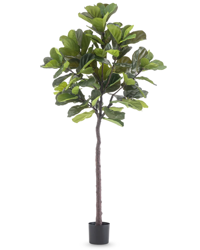 Kunstpflanze Ficus Tobacco Plant Deluxe 215 cm