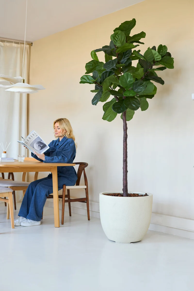 Kunstpflanze Ficus Tobacco Plant Deluxe 215 cm
