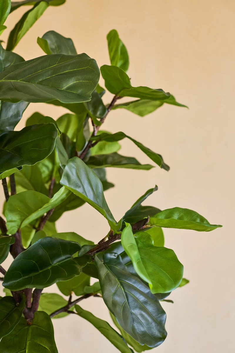 Kunstpflanze Ficus Tobacco Plant Deluxe 215 cm