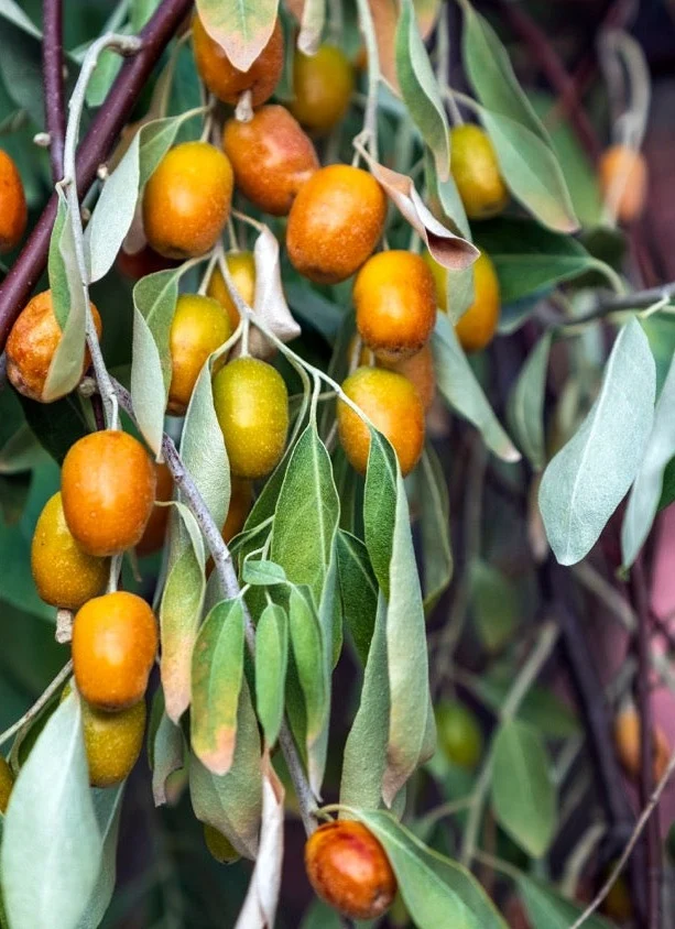 Elaeagnus umbellata Pointilla 'Amoroso' (Korallen-Ölweide) (M)