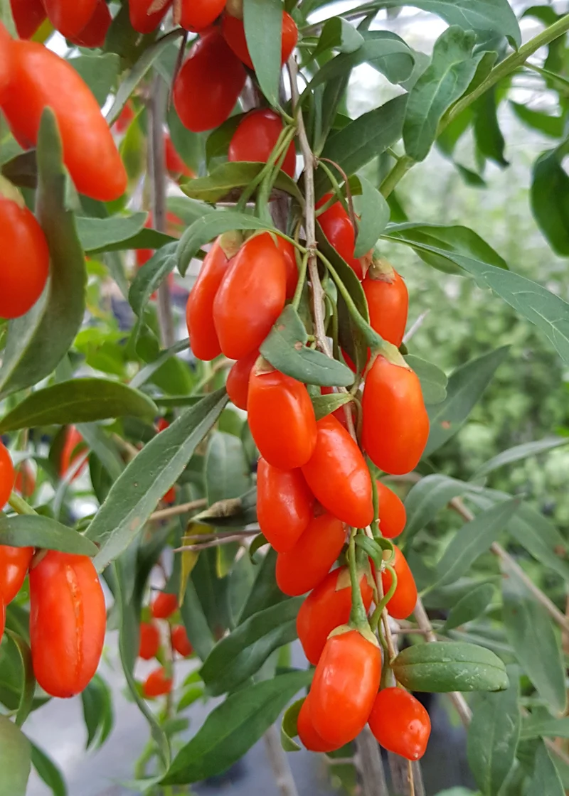 Lycium barbarum Princess Tao (Gemeiner Bocksdorn) (M)