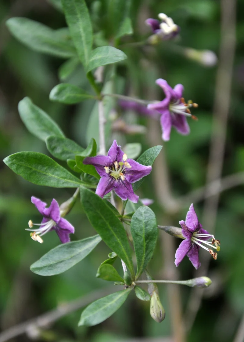 Lycium barbarum Princess Tao (Gemeiner Bocksdorn) (M)