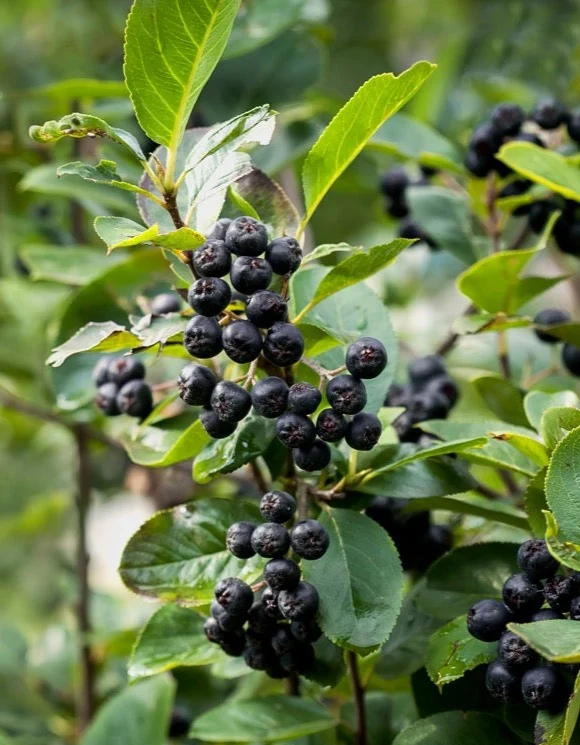 Aronia melanocarpa 'Rubina' (Schwarze Apfelbeere) (M)