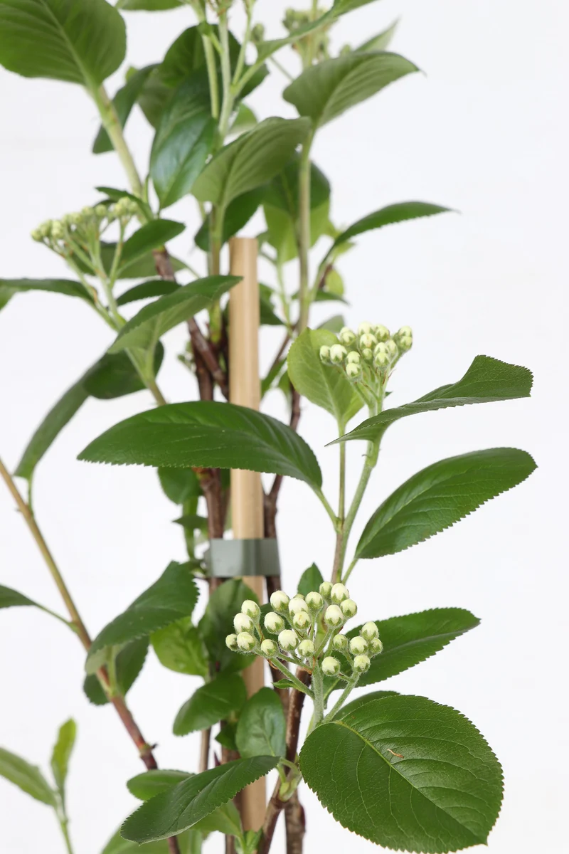 Aronia melanocarpa 'Rubina' (Schwarze Apfelbeere) (M)