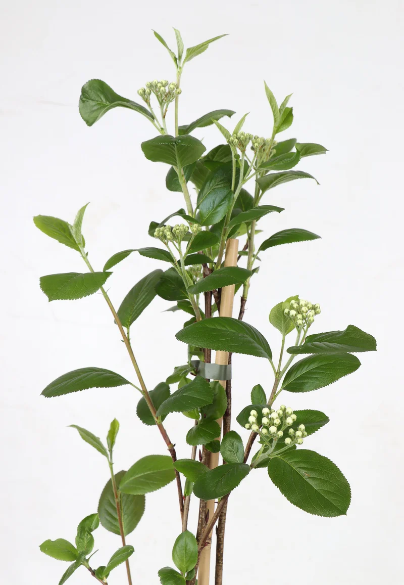 Aronia melanocarpa 'Rubina' (Schwarze Apfelbeere) (M)
