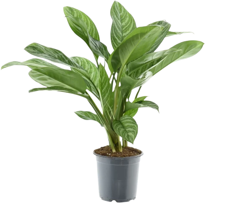 Aglaonema stripes (Kolbenfaden) P21