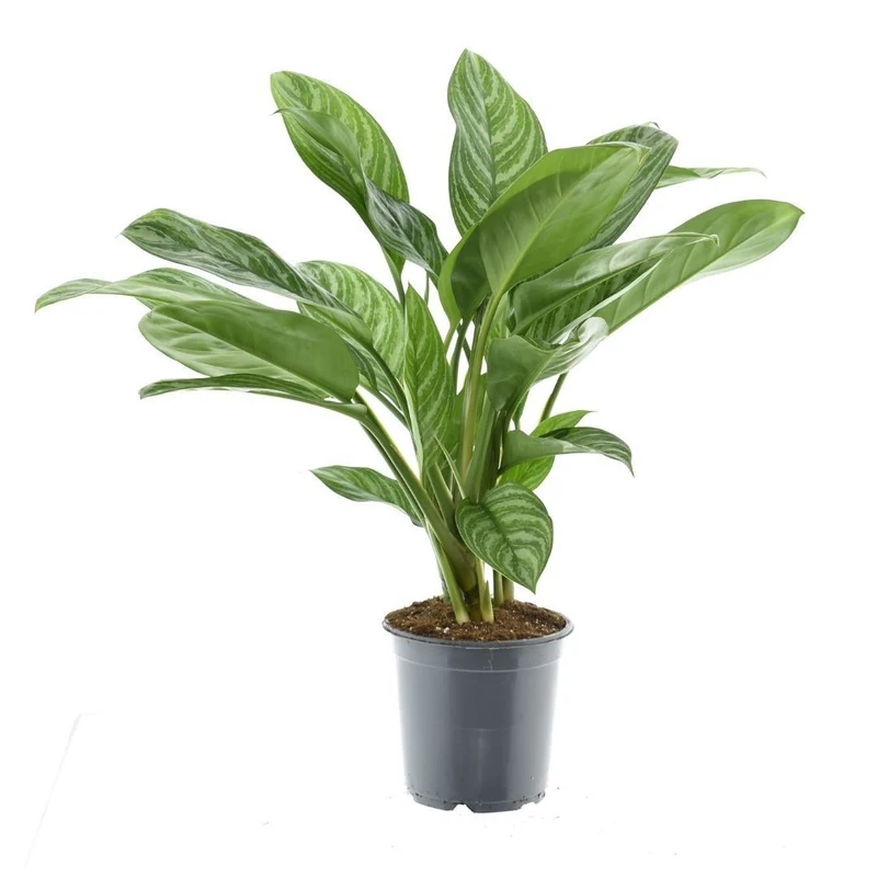 Aglaonema stripes (Kolbenfaden) P21
