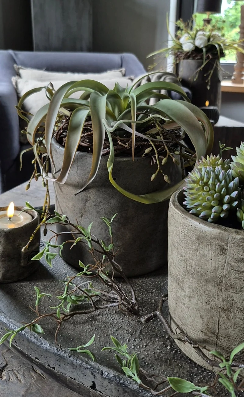 Kunst Tillandsia vetplant