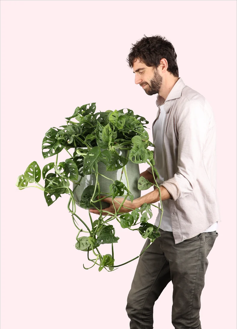 Monstera adansonii (M)