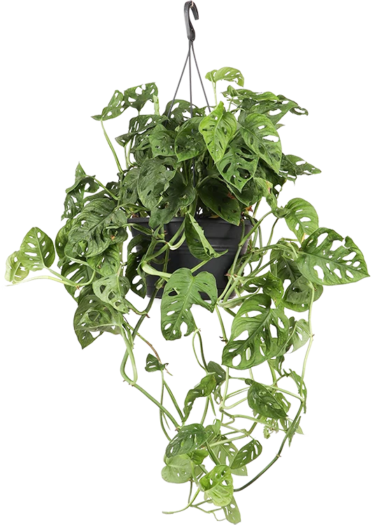 Monstera adansonii (M)