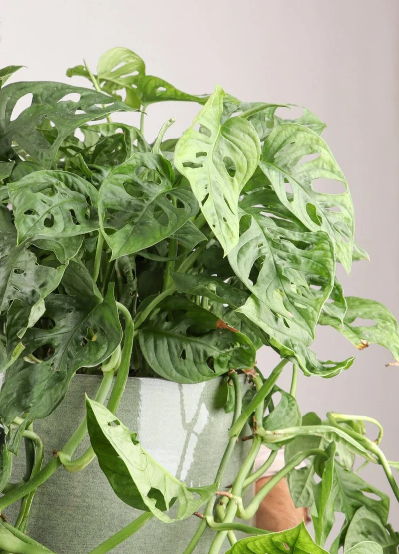 Monstera adansonii (M)