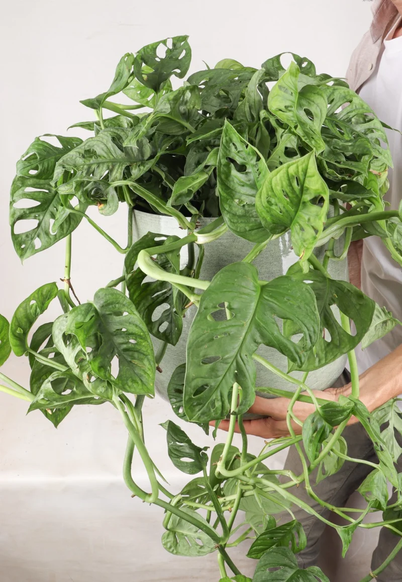 Monstera adansonii (M)
