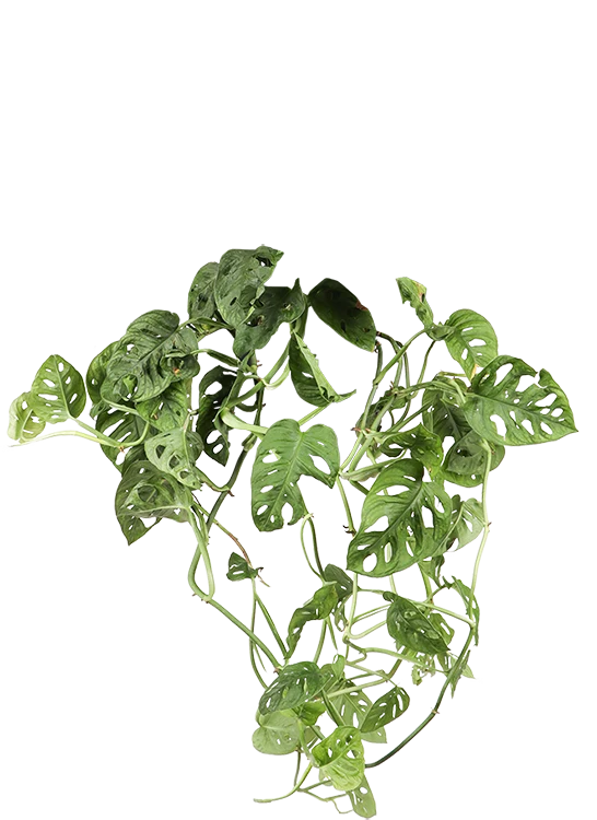 Monstera adansonii (M)