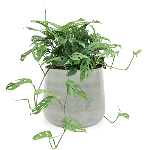 Monstera adansonii (M)