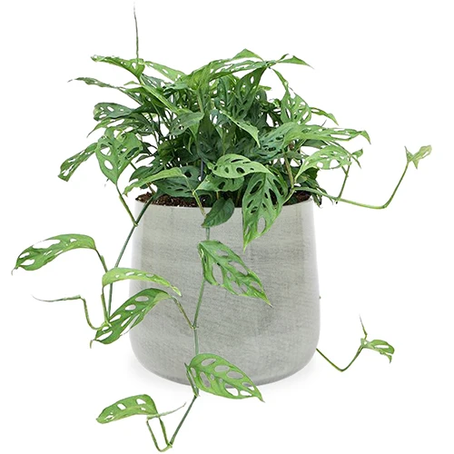 Monstera adansonii (M)
