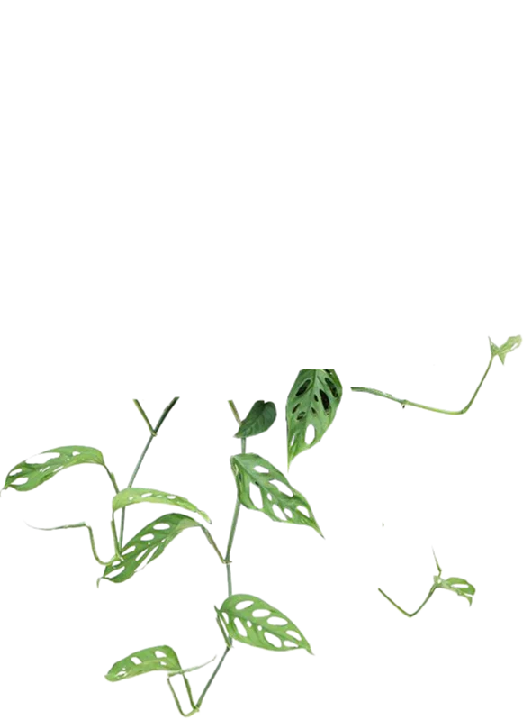 Monstera adansonii (M)