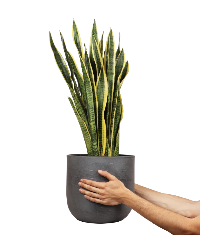 Sansevieria laurentii (Bogenhanf) (L)
