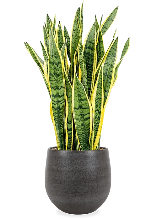 Sansevieria laurentii (Bogenhanf) (L)