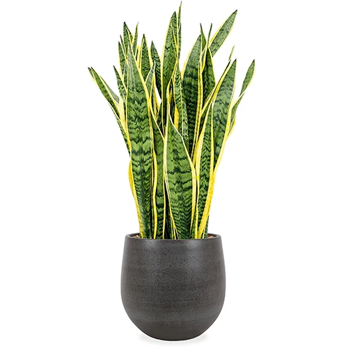 Sansevieria laurentii (Bogenhanf) (L)