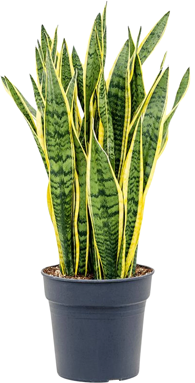 Sansevieria laurentii (Bogenhanf) (L)