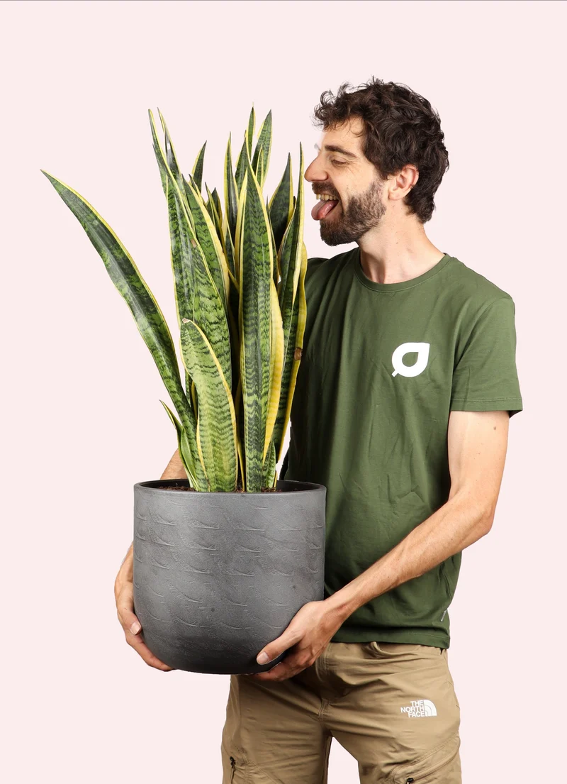 Sansevieria laurentii (Bogenhanf) (L)
