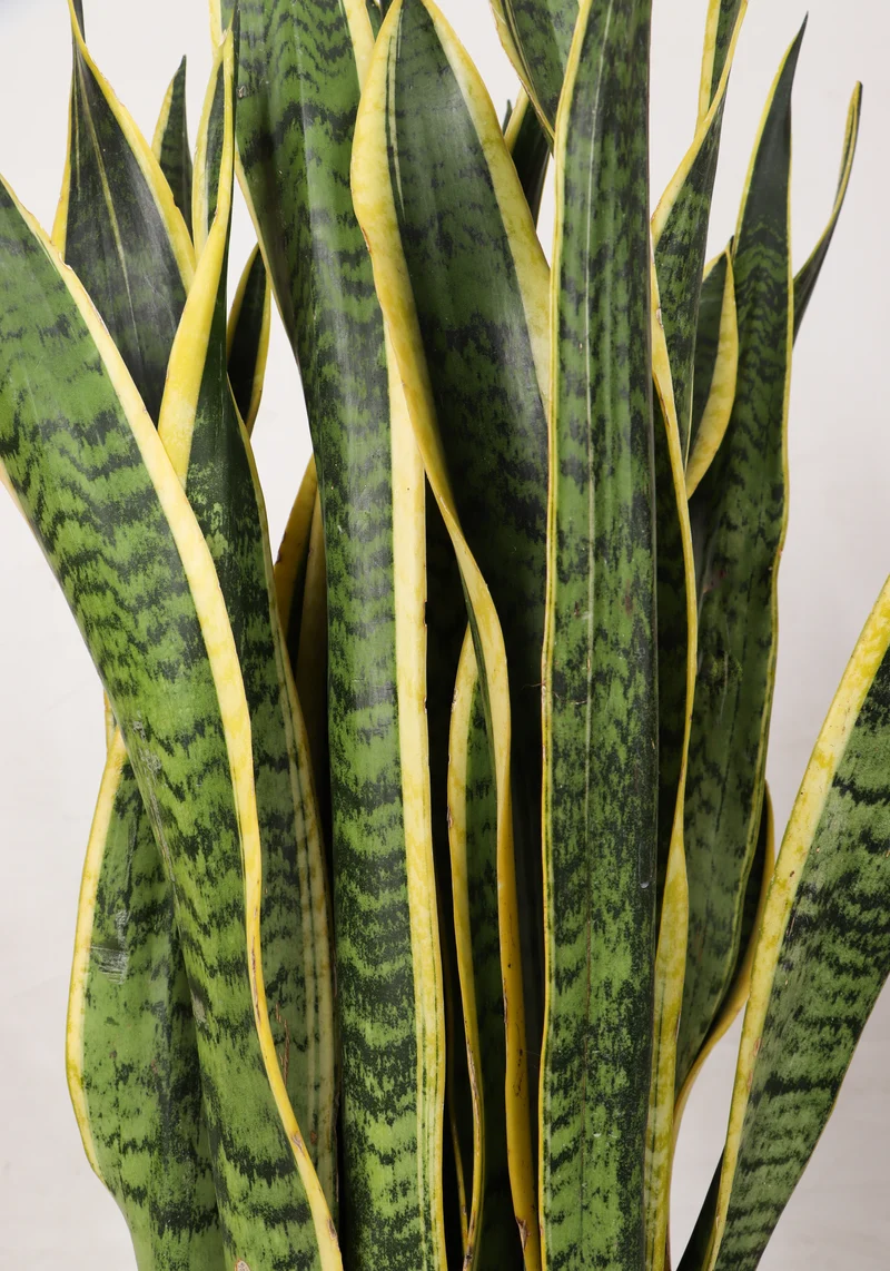 Sansevieria laurentii (Bogenhanf) (L)
