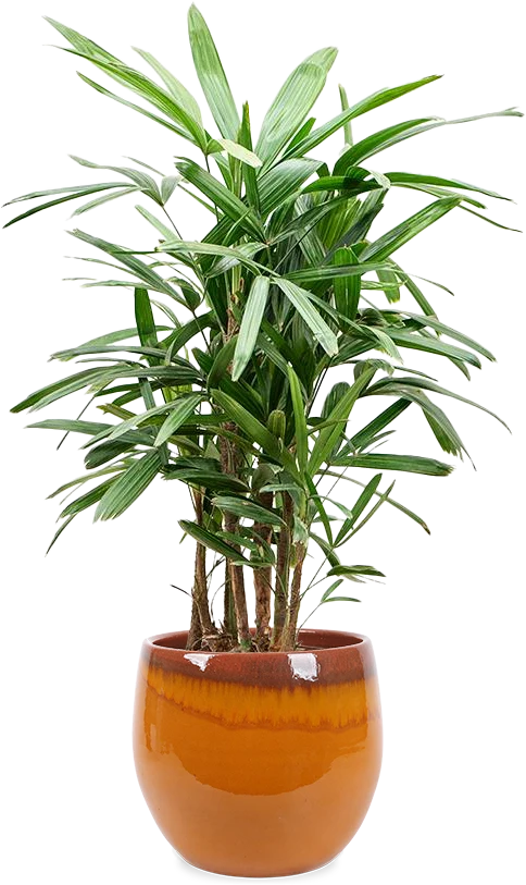 Rhapis excelsa (Steckenpalme) (L)