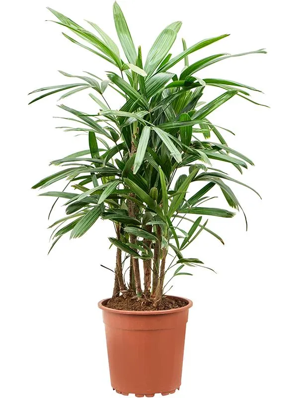 Rhapis excelsa (Steckenpalme) (L)