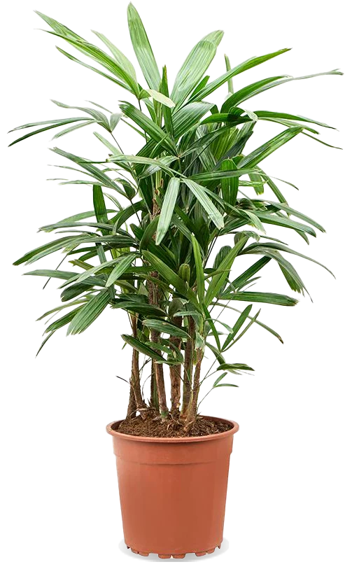 Rhapis excelsa (Steckenpalme) (L)