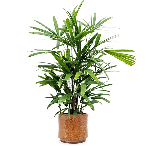 Rhapis excelsa (Steckenpalme) (M)