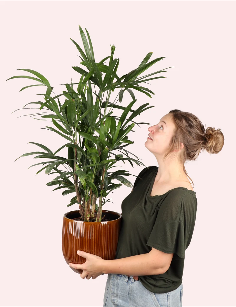 Rhapis excelsa (Steckenpalme) (M)