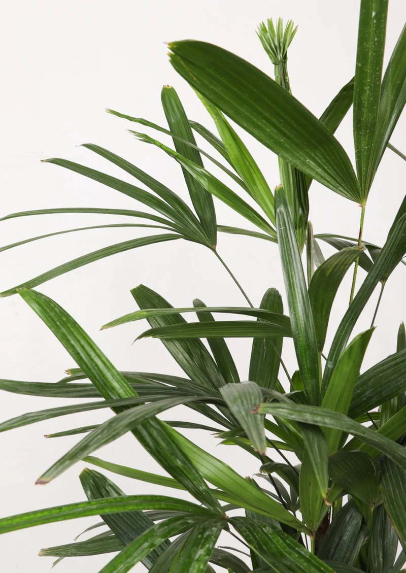 Rhapis excelsa (Steckenpalme) (M)