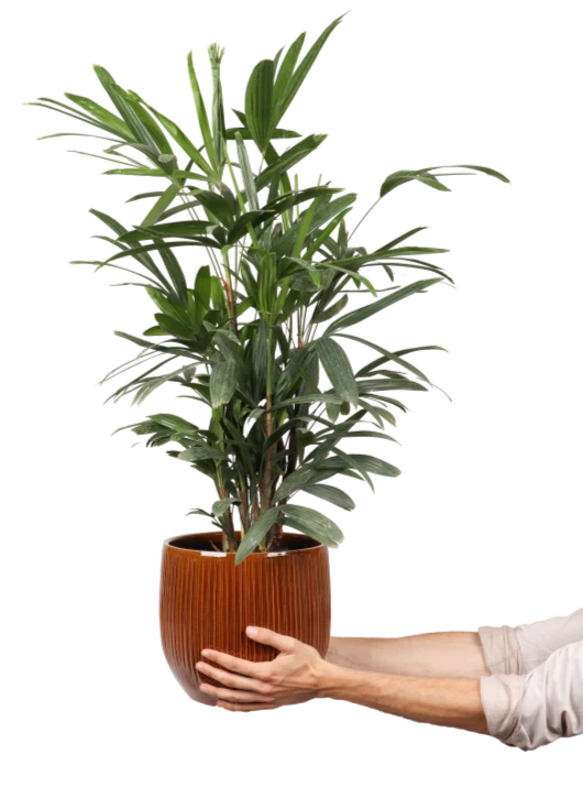 Rhapis excelsa (Steckenpalme) (M)