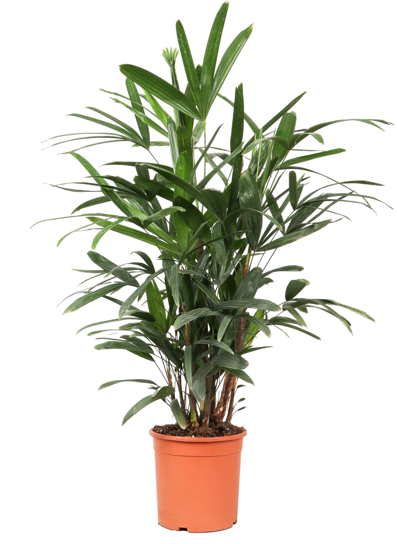 Rhapis excelsa (Steckenpalme) (M)